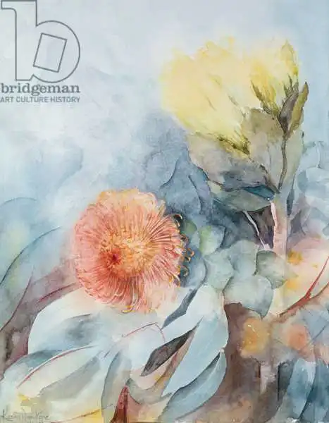 Armitage, Karen: Protea d