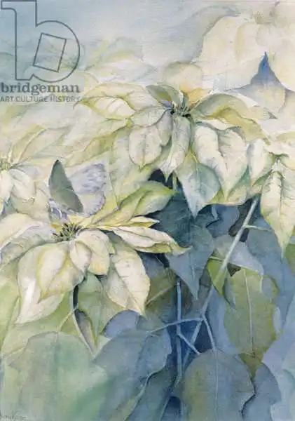 Armitage, Karen: White Poinsettia (vertical)