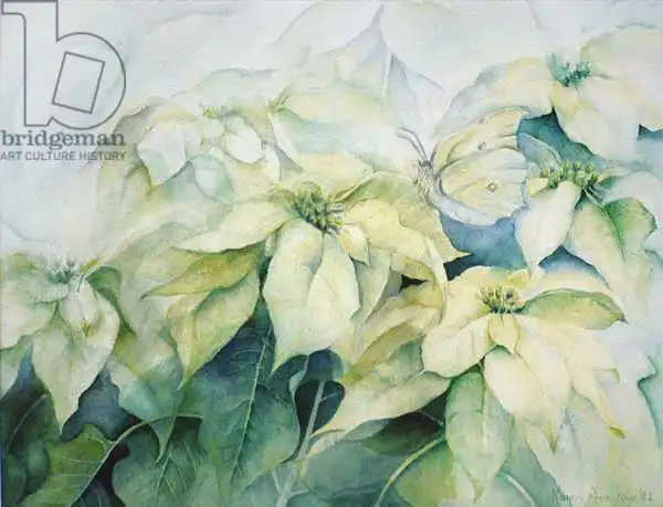 Armitage, Karen: White Poinsettia (horizontal)