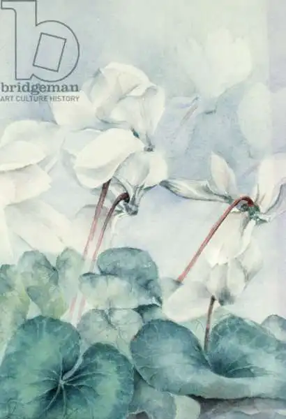 Armitage, Karen: Cyclamen, Triumph White