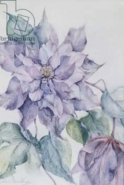 Armitage, Karen: Clematis, Lord Neville
