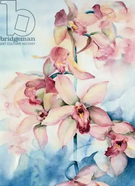 Armitage, Karen: Orchid Cymbidium Ramley