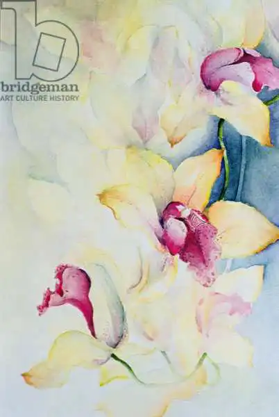 Armitage, Karen: Orchidée, cymbidium, prince Charles