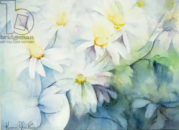 Armitage, Karen: Marguerites, shasta