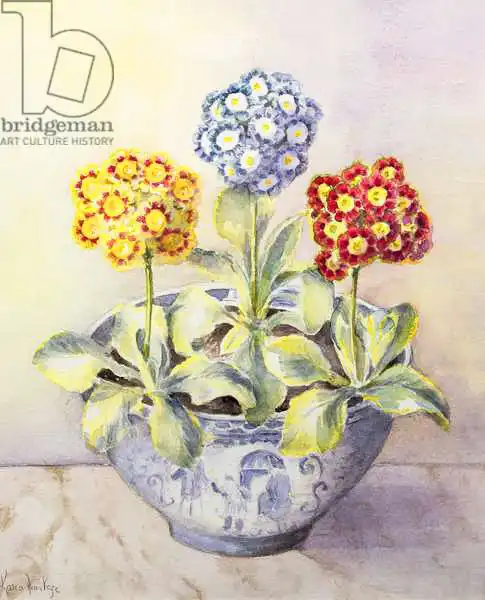 Armitage, Karen: Auricula dans un pot chinois