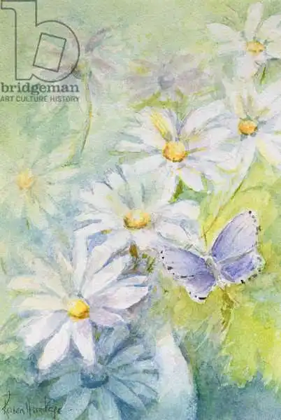Armitage, Karen: Common Blue (Polyommetus Icarus) on Daisies