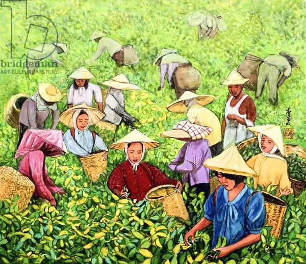 Chen, Komi: Tea Picking Girl