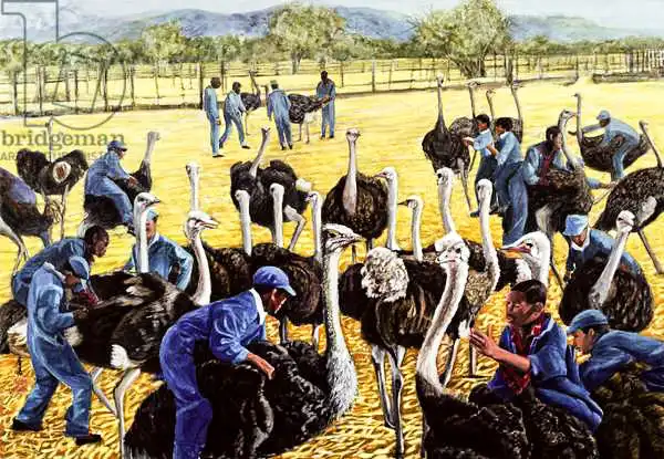 Chen, Komi: Granja de avestruces