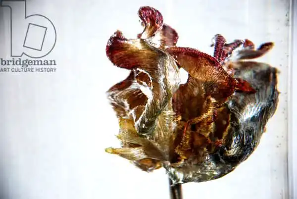 Gibbs, Lo: Water Tulip 4 photograph