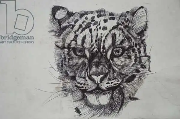 Gibbs, Lo: Snow Leopard