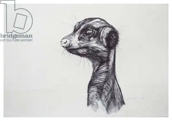 Gibbs, Lo: Meerkat