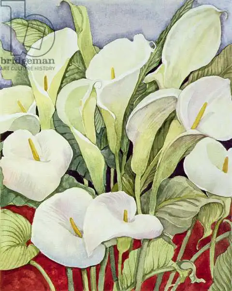 Delevoryas, Lillian: Arum Lillies