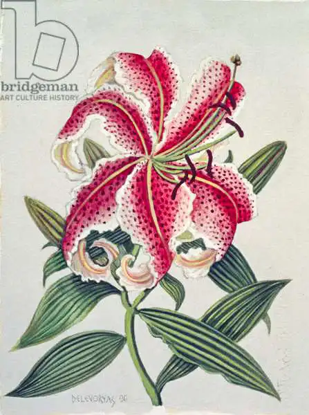 Delevoryas, Lillian: Botanical Lily