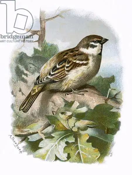 Anglická škola (20. století): Tree sparrow