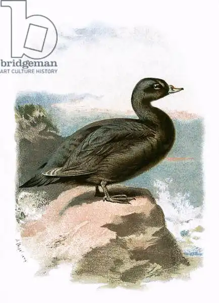 Anglická škola (20. století): Scoter