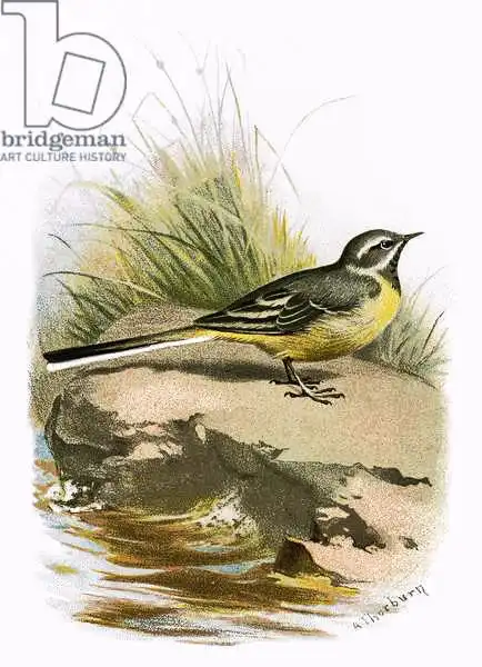 Anglická škola (20. století): Grey wagtail