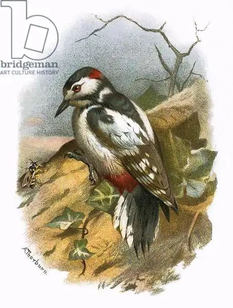 Anglická škola (20. století): Great spotted woodpecker