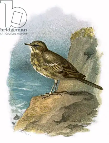 Anglická škola (20. století): Rock pipit