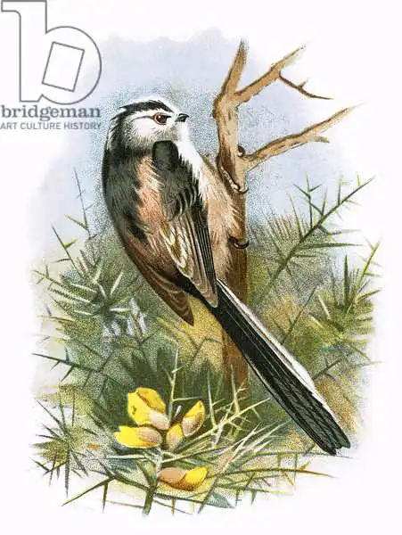 Anglická škola (20. století): Long tailed Titmouse