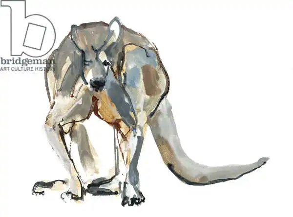Adlington, Mark: Boxer (Red Kangaroo)