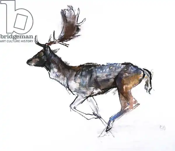 Adlington, Mark: Evening Buck (Fallow deer)
