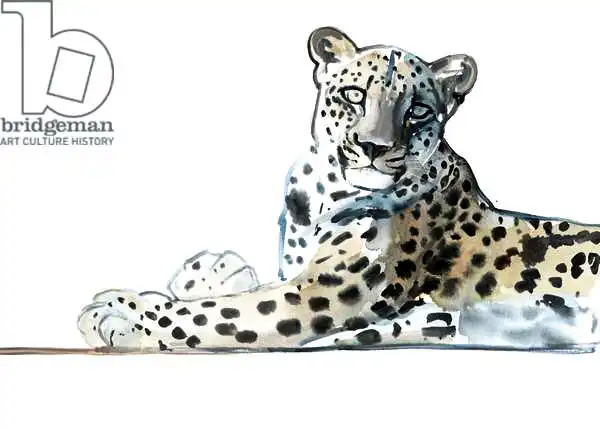 Adlington, Mark: Tilt (Arabian Leopard)