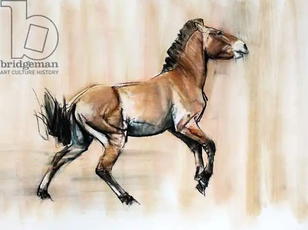 Adlington, Mark: Young Stallion (Przewalski)