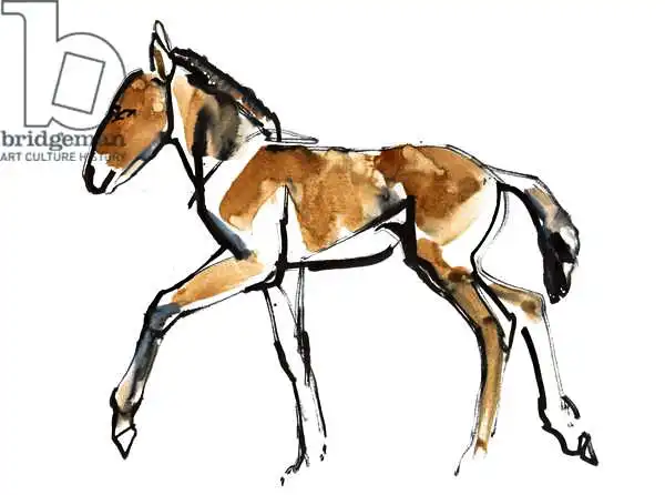 Adlington, Mark: Colt (Przewalski)