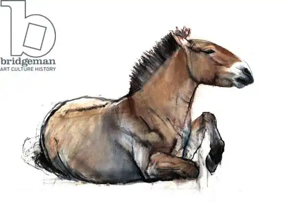 Adlington, Mark: Seated Przewalski
