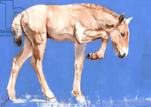 Adlington, Mark: Przewalski Foal