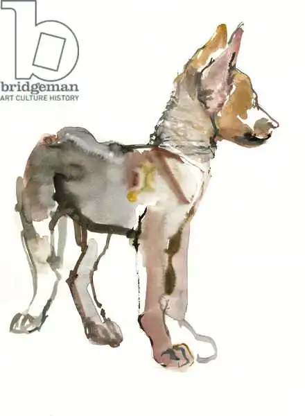 Adlington, Mark: Waggle (Arabian Wolf Pup)