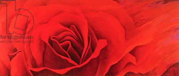 Sim, Myung-Bo: Rose, in the Festival of Light