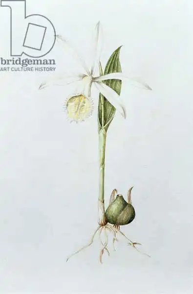 Kenyon-Slaney, Mary: Pléione Formosana Alba