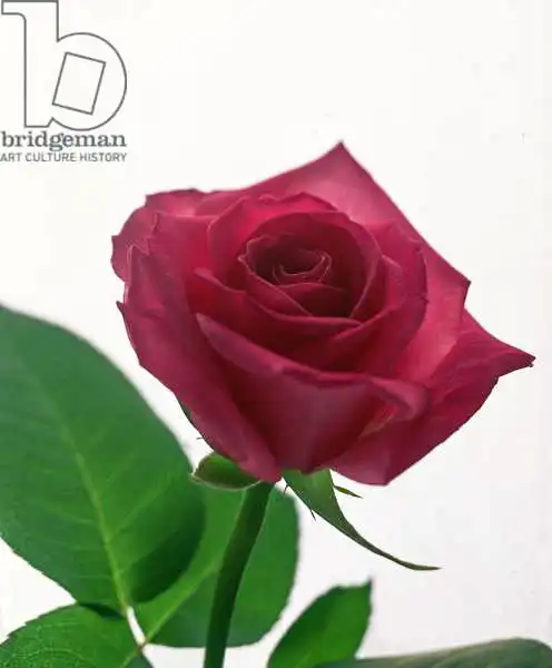 Hollands, Norman: Red rose