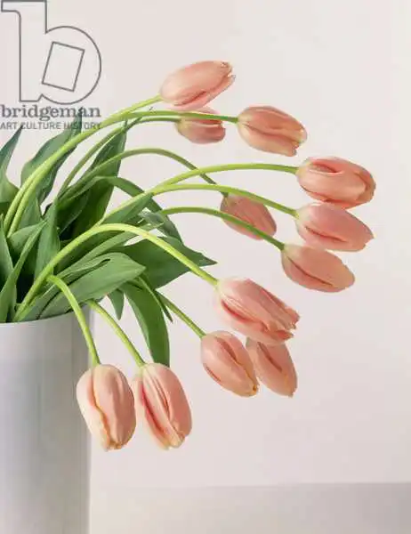 Hollands, Norman: Pink Tulips