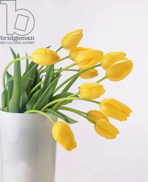 Hollands, Norman: Yellow tulips I