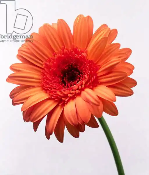 Hollands, Norman: Orange flower