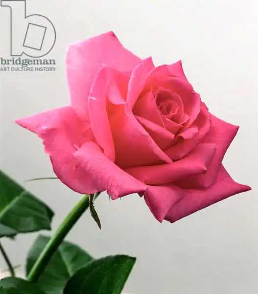 Hollands, Norman: Pink Rose