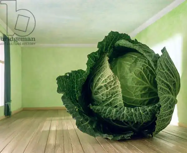 Hollands, Norman: Cabbage (after Magritte) 1995