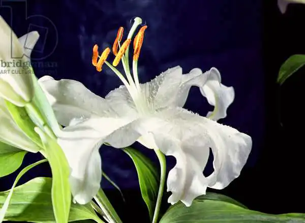 Hollands, Norman: White lily