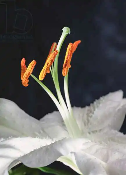 Hollands, Norman: Lily Stamens