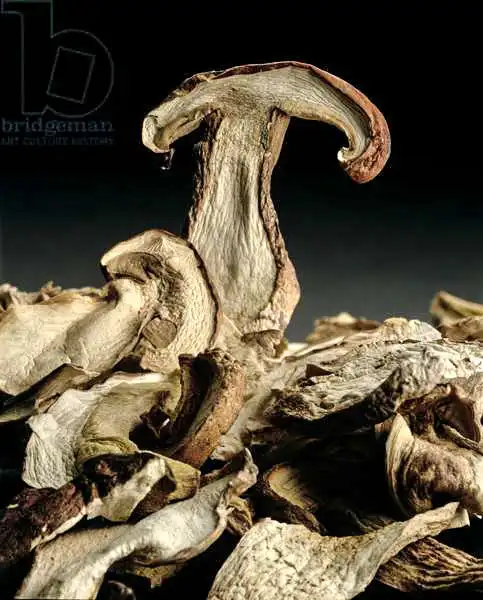 Hollands, Norman: Porcini Mushrooms 