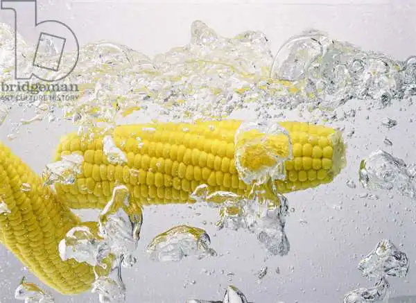 Hollands, Norman: Boiling sweetcorn