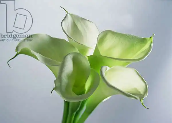 Hollands, Norman: Four Arum Lilies