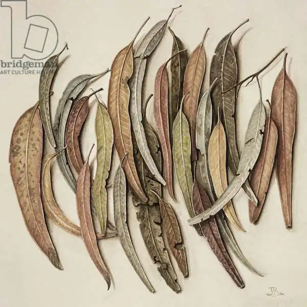 Barron, Jenny: Eucalyptus Leaves, 2004