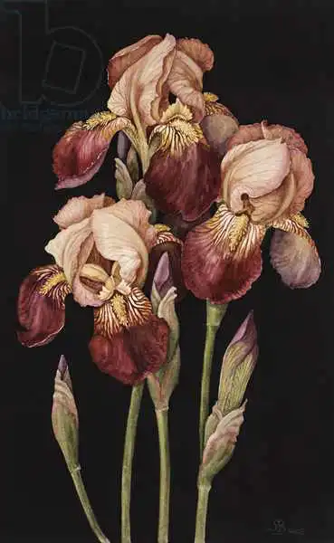 Barron, Jenny: Irises, 2004