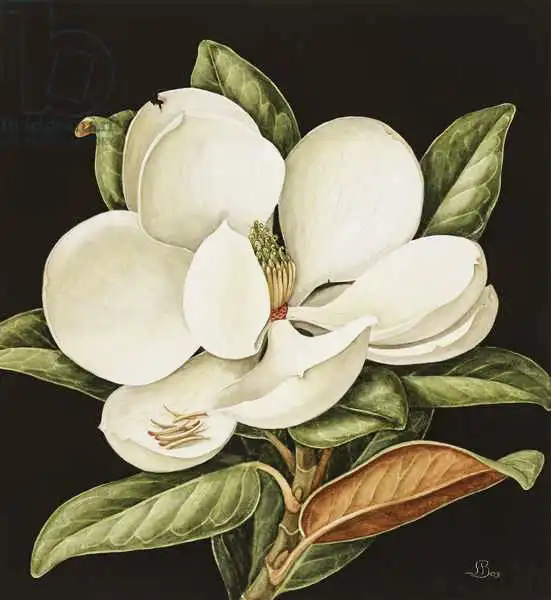Barron, Jenny: Magnolia Grandiflora