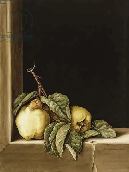 Barron, Jenny: Quinces