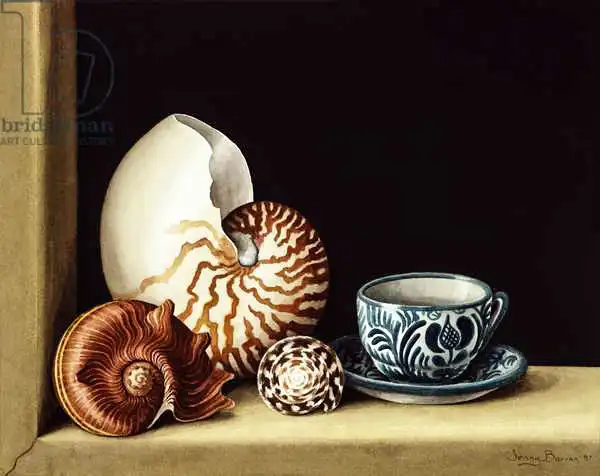 Barron, Jenny: Still life with Nautilus