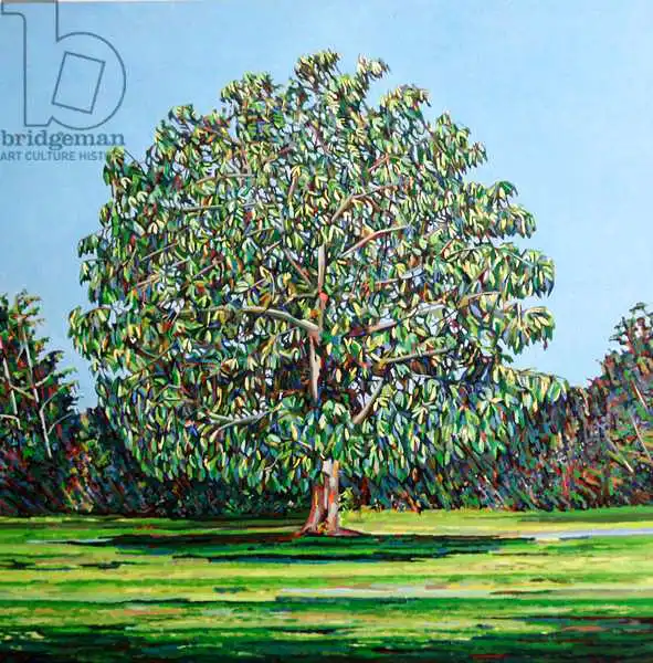 Paine, Noel: Árbol del arco Verano